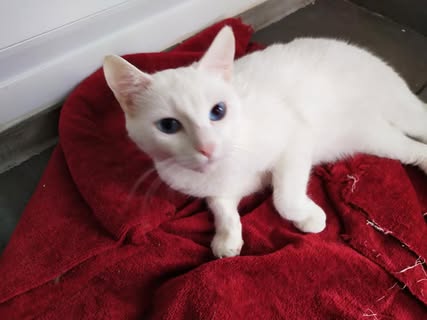 Lâchement abondonnée par ces propriétair...