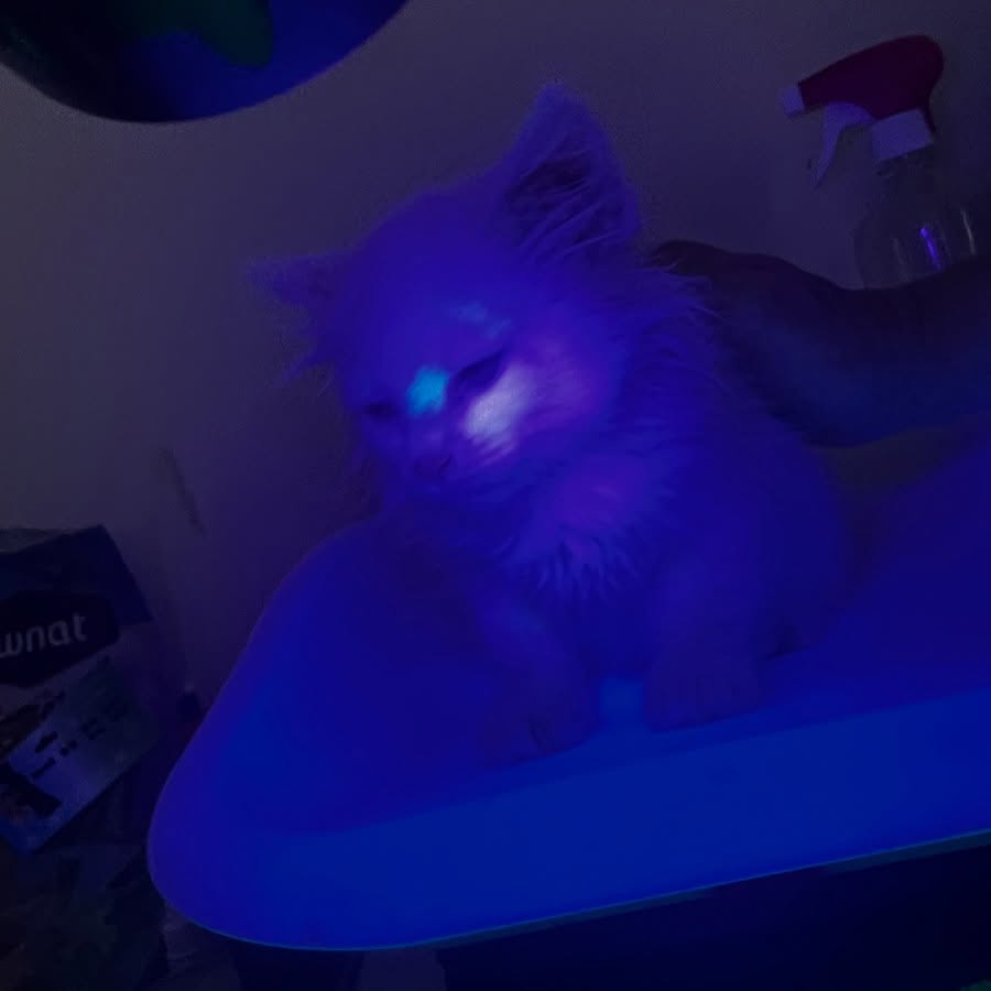 « La teigne est une infection fongique t...