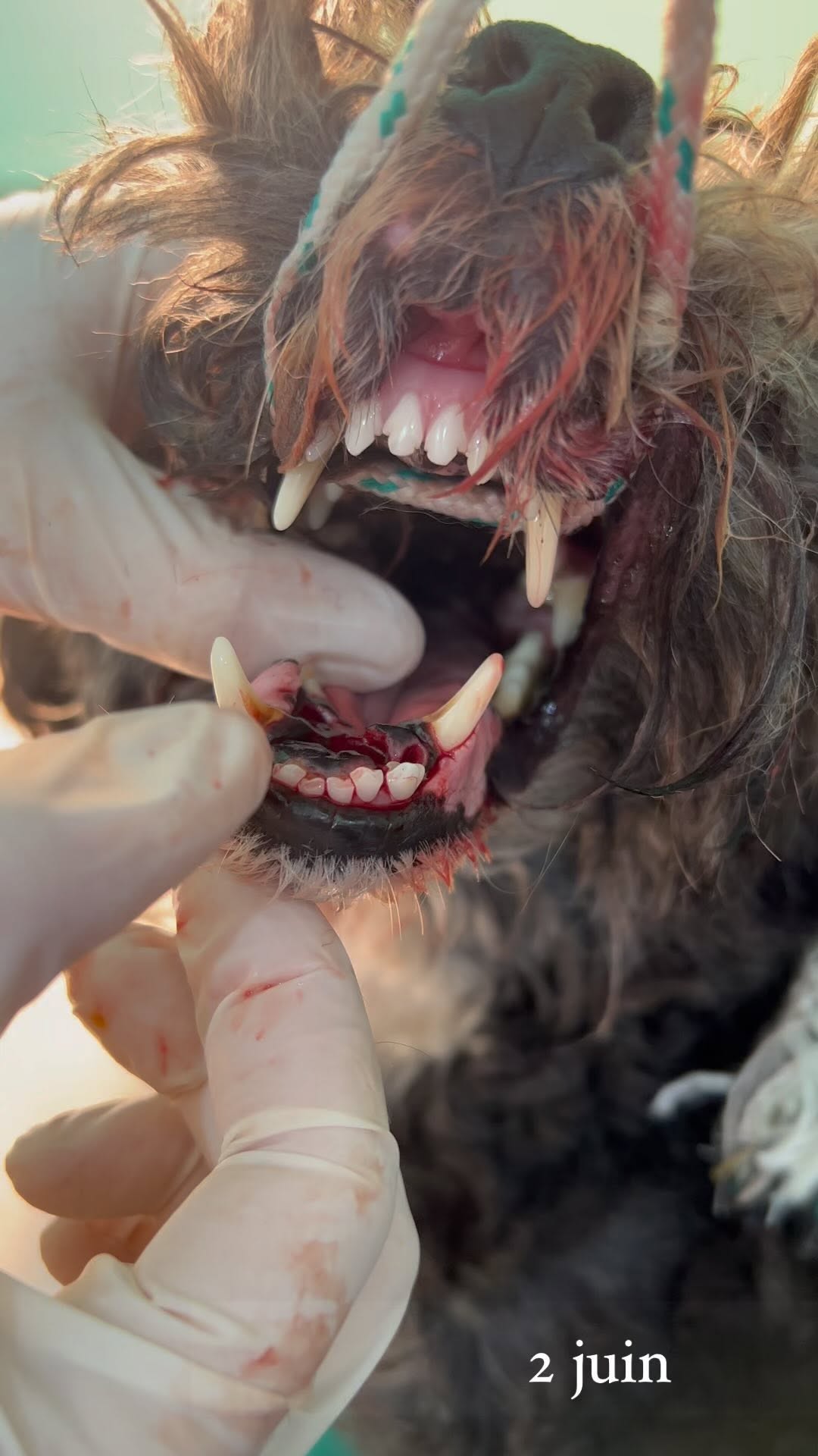 L’avant et l’après chirurgie d’Oreo, vic...