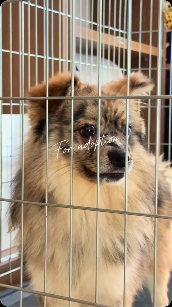 ALERTE ADOPTION : Spitz Allemand mâle de...