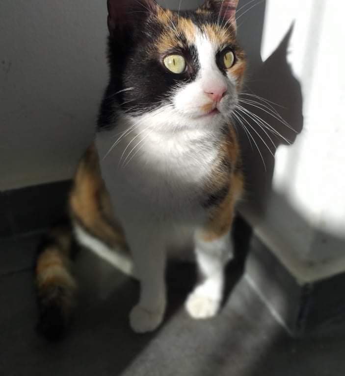 Une chatte au nom de Rayhana, sauvée de...