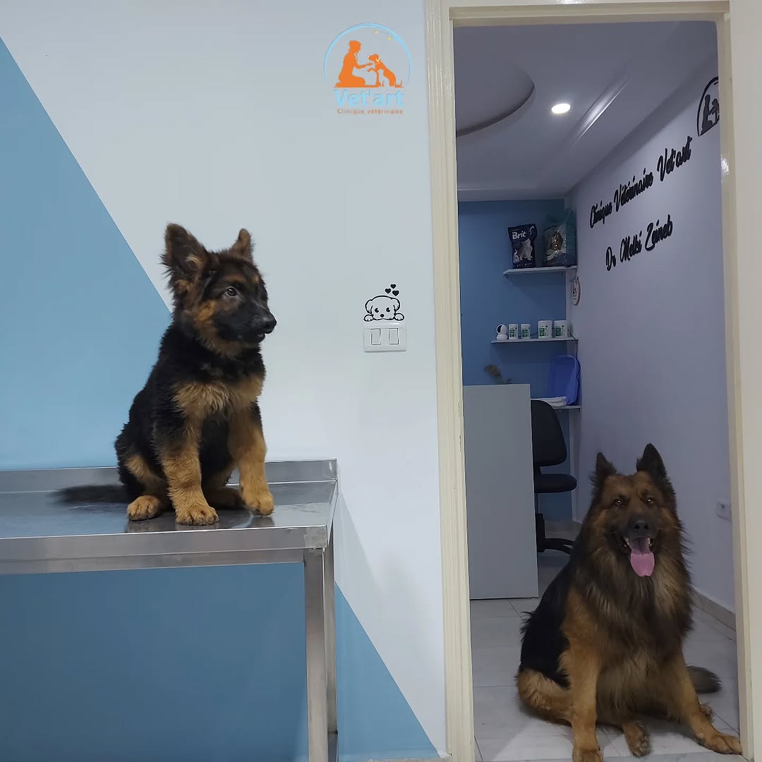 Bibs mini power 💥  Floki maxi boss 😎

Deux tailles, une même dose de mignonnerie 🐶💙

☎️90079601

📍avenue d'Égypte CentreAyadi Borj Cedria Erriadh 

#CliniqueVeterinaire #vetcare #bergerallemands #doglover