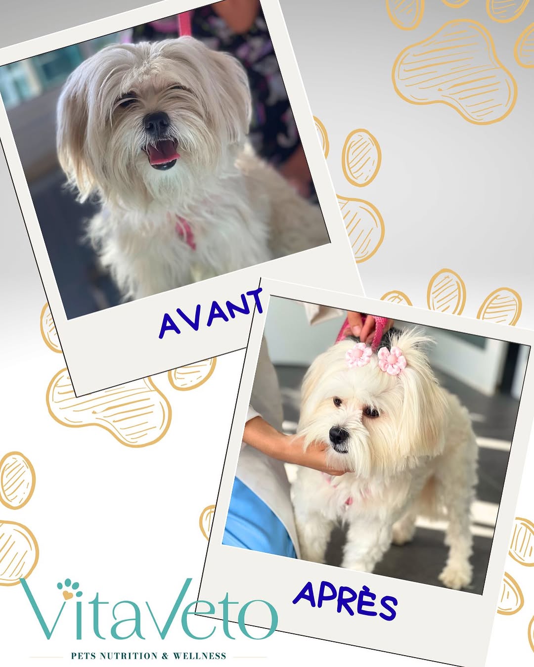 #groomingday🐶✂️🛁💙🧼🫧🫧