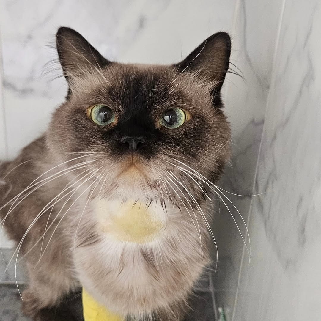 🟡 Avez-vous déjà vu un chat... jaune ?...