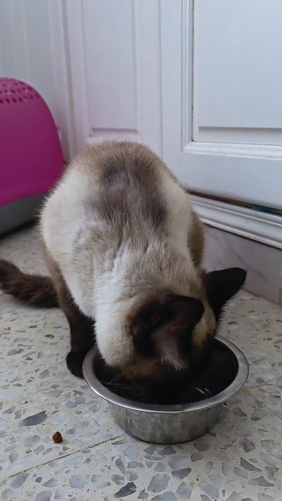 🐱✨ 24 heures seulement après sa stéril...