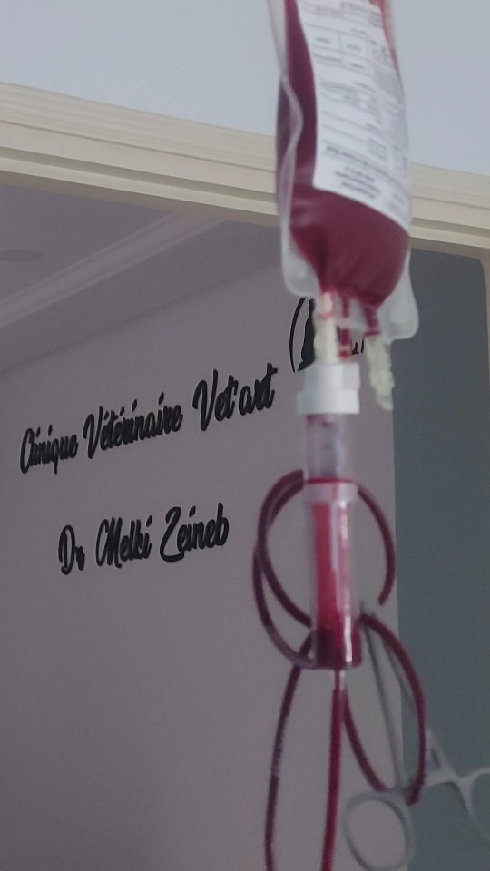 🩸✨ Une vie sauvée grâce à une transfusion réussie !

Notre patient Michou a reçu une transfusion de sang précieuse grâce à la générosité de Civa, une adorable donneuse 🐶❤️

Grâce à cette intervention et aux soins intensifs de notre équipe, Michou reprend des forces jour après jour 💪

🎥 Parce que chaque goutte compte...

☎️90079601

📍avenue d'Égypte CentreAyadi Borj Cedria Erriadh 

#cliniqueveterinairevetart #vetcare #dondesang #🩸 #dogcare