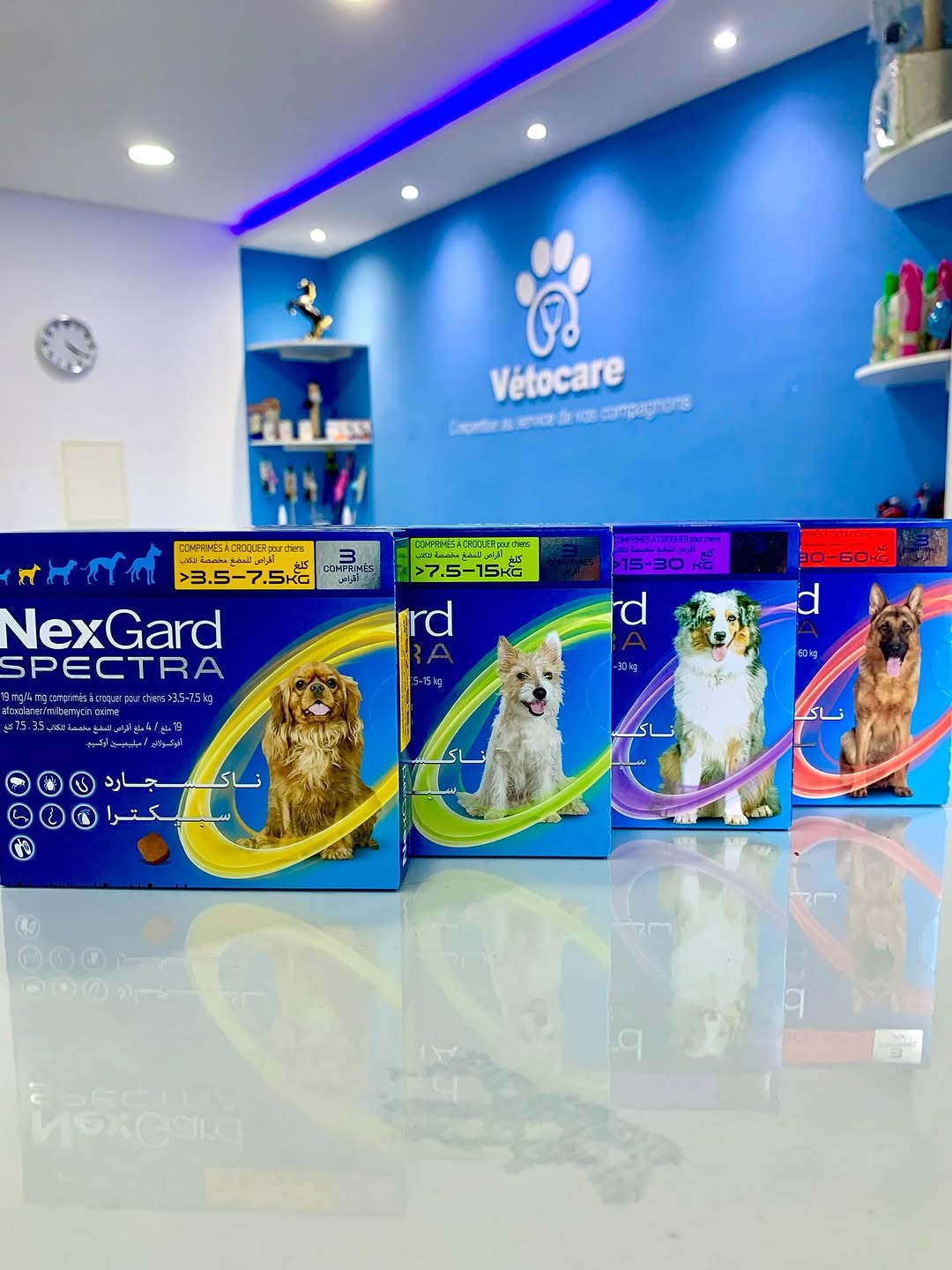 🐶 Bonne nouvelle pour tous les propriét...