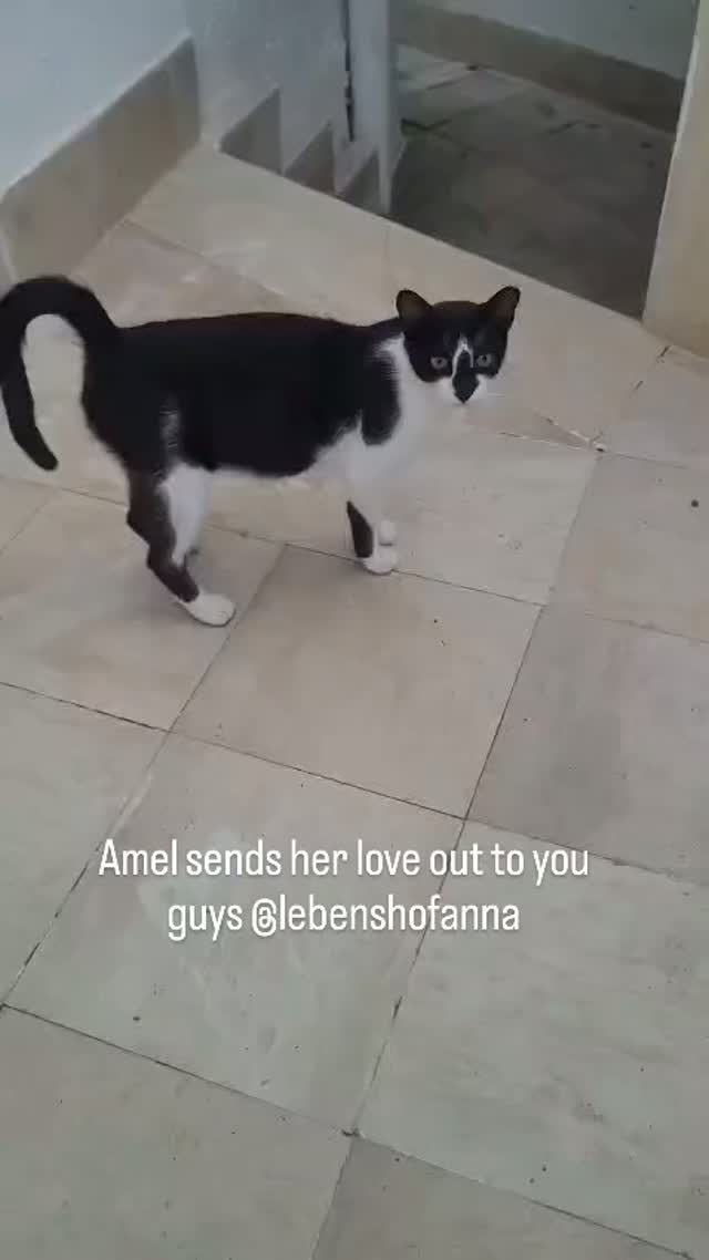 Amel M also wanted to thank you guys fro...
