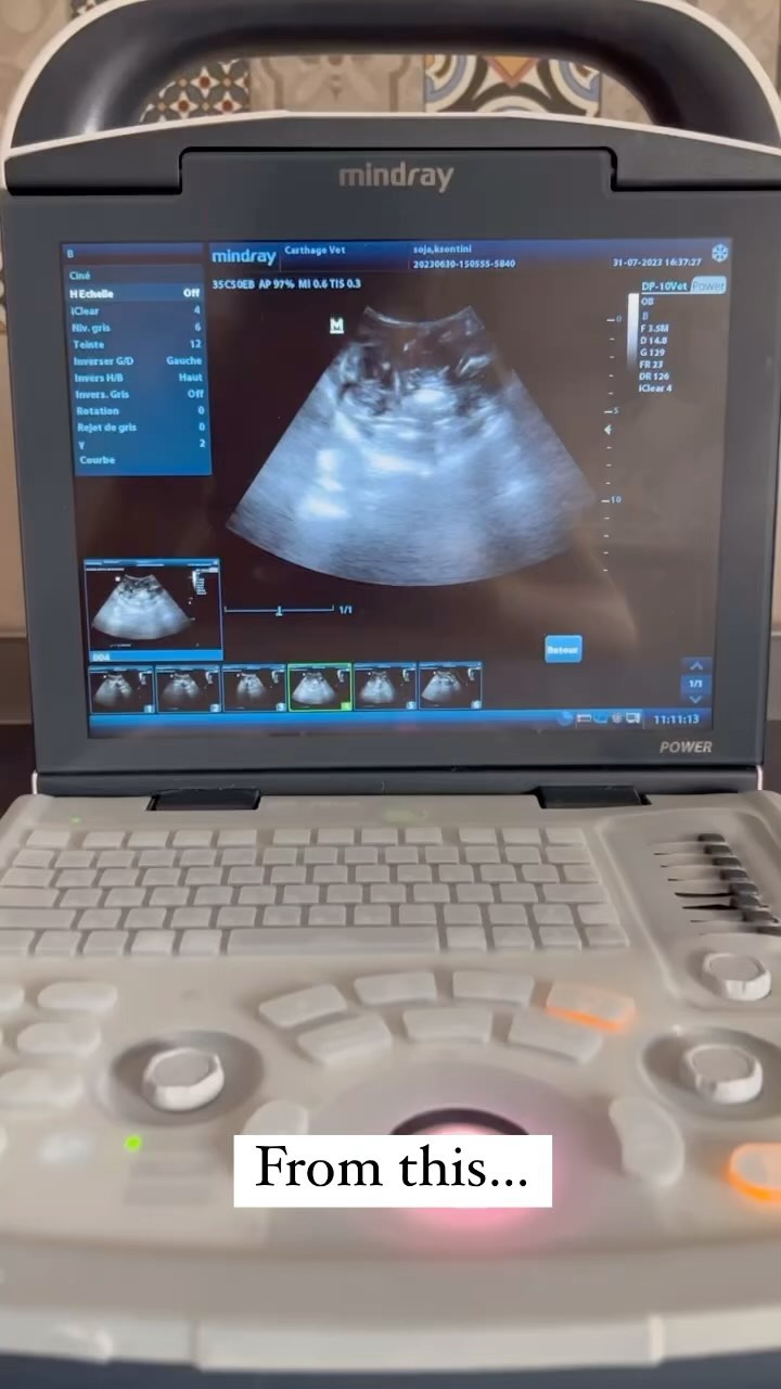 Meet Saké 🩵 #yorkshirepuppy #puppy #york...