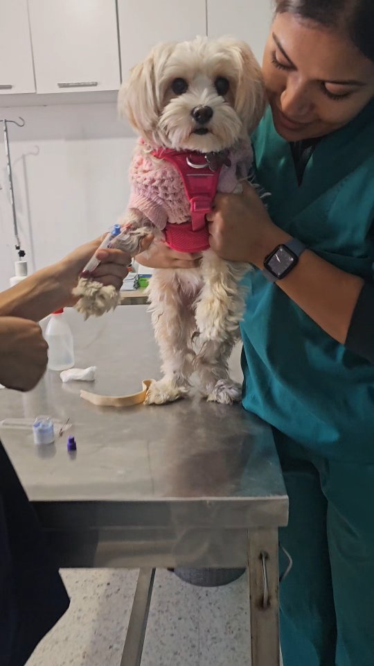 Chaque animal qui entre chez nous .. porte une histoire .. parfois visible, parfois silencieuse .. nous avons désormais les moyens de détecter ces maladies qui se dissimulent derrière des signes parfois invisibles .. 
après des mois de travail pour un seul objectif… Maveto Lab is already here 🤗💙
MavetoLab
#CliniqueVeterinaire
#LaboratoireVeterinaire
#DiagnosticVétérinaire
#AnalyseVétérinaire