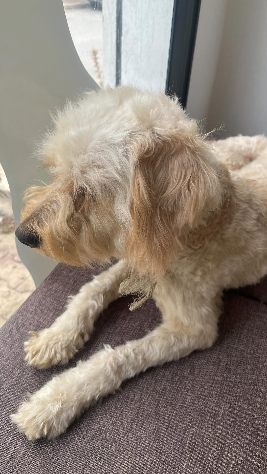 Libéré , délivré de son pelage crasseux 🛁
 
‼️- Le pelage de votre chien reflète son bien être et sa santé. 
 - Le toilettage instaure une bonne hygiène de vie à votre chien , c’est le moment idéal pour la détection de la présence des parasites externes (puces et tiques) , des lésions cutanées et des otites. 

📞 N’hésitez pas à appeler prendre votre rdv : 26136147 
.
.
.

#toilettagechiens #groomingdog #groomingday🐶✂️🛁 #toilettage #dogslife #doglover #brossagechien #pets #veterinarianlife #tunisianvets
🧴🧼🛀🚿🚿💦🐩