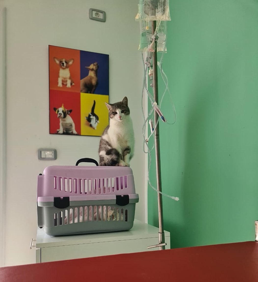 Qui ne connaît pas Walid ? 😌 
#vetclinic #catlife #catsofinstagram #catlover #dvm #carthagevet