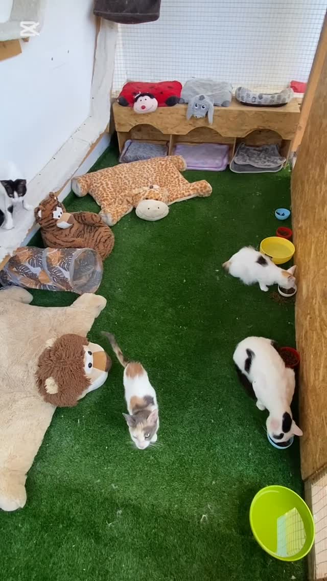 🐾 Vous cherchez un endroit sûr et confo...