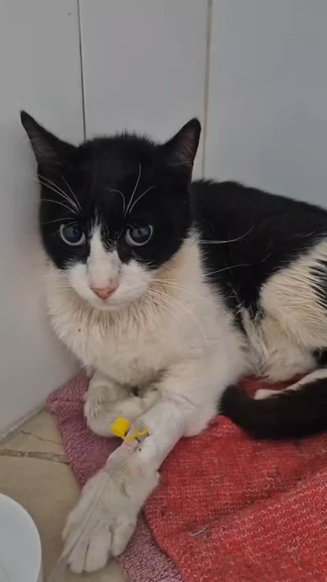 Quand après 10 jours sans manger, chaque...