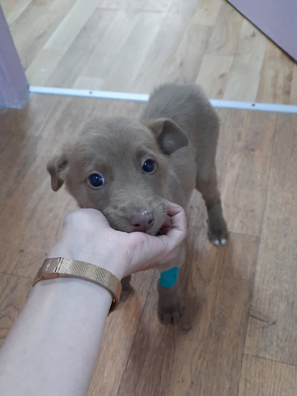 Cutie dog parvo survivor 🤗