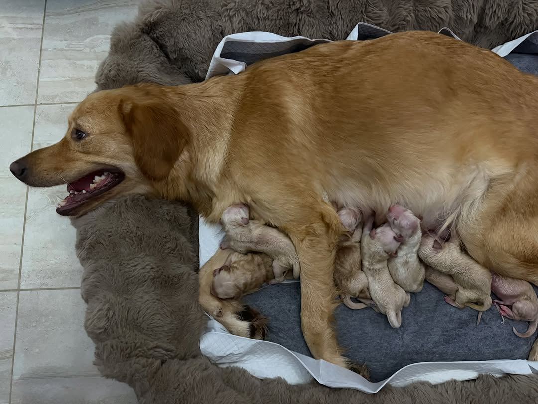Newborn ❤️❤️