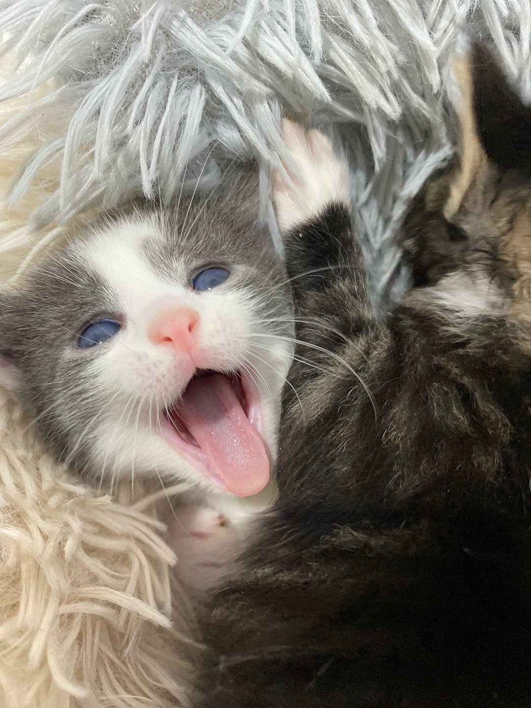 Cuteness overload ♥️ #animal #pet #pets #cat