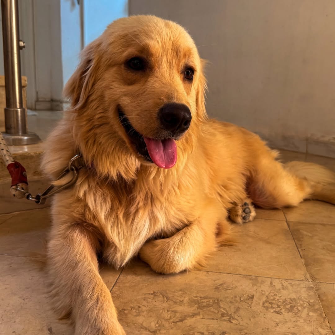 ALERTE ADOPTION : Simba, Golden Retrieve...