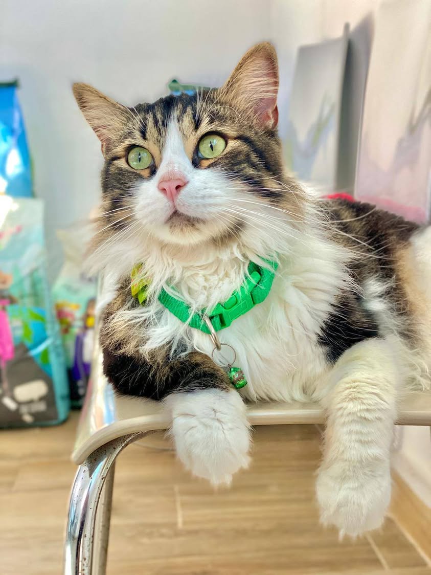 Bonjour 🌞
 Notre adorable pensionnaire Simba profite des rayons de soleil 💚🤎🤍💚