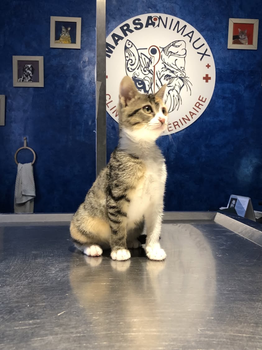 Un petit cœur à adopter chez MARSA'NIMAU...