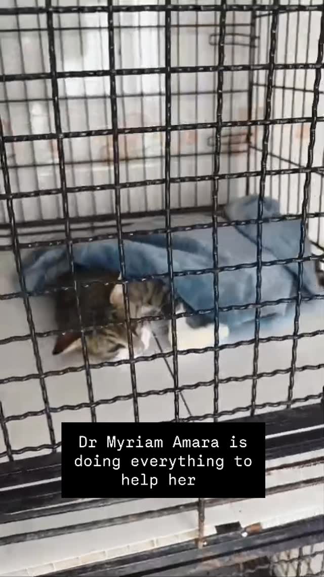 This senior female cat needs an amputati...