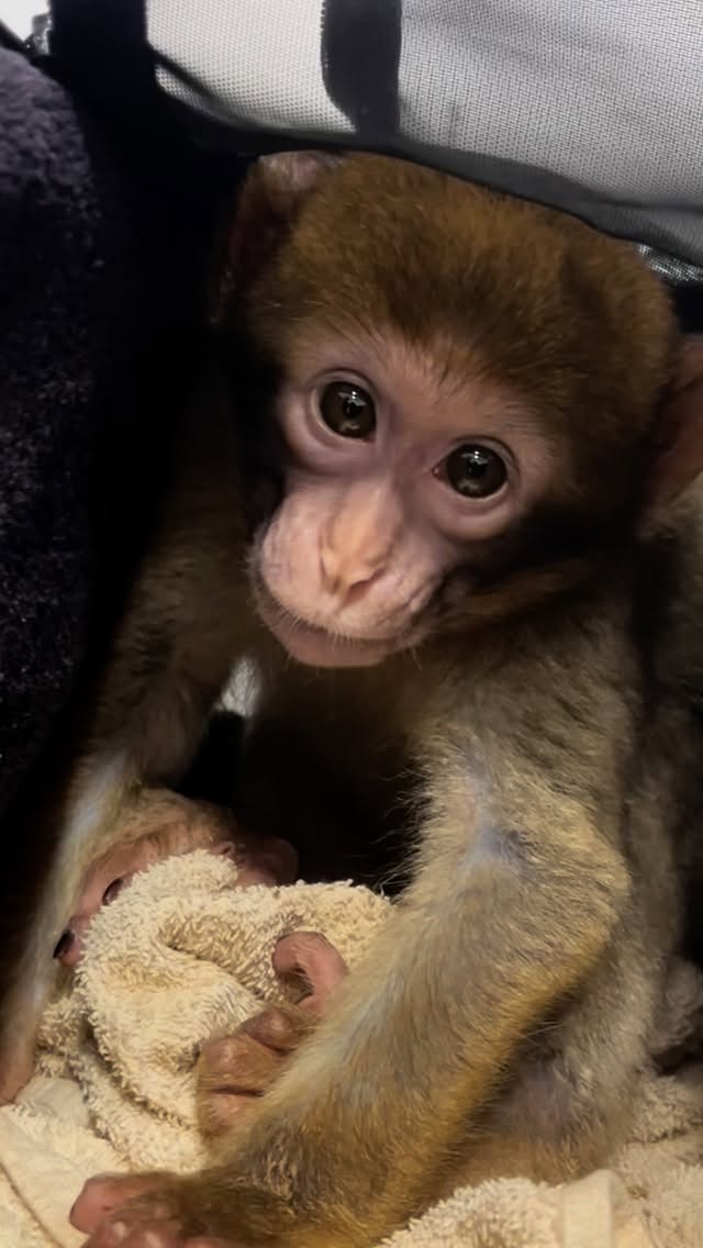 Say hi to Helow 👋 It’s his first visit...