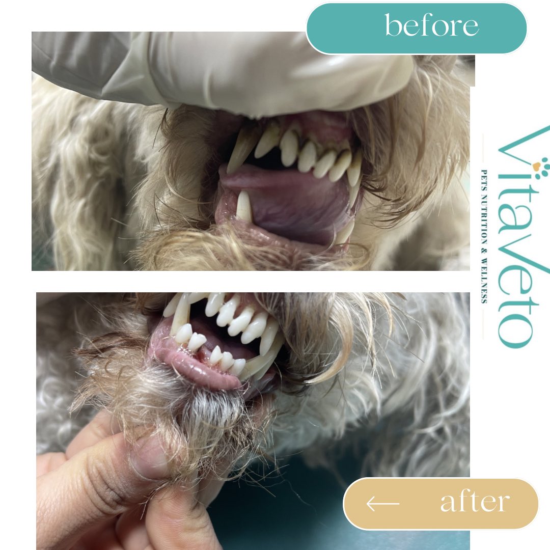 🐶✨ Avant / Après détartrage
Un sourire...