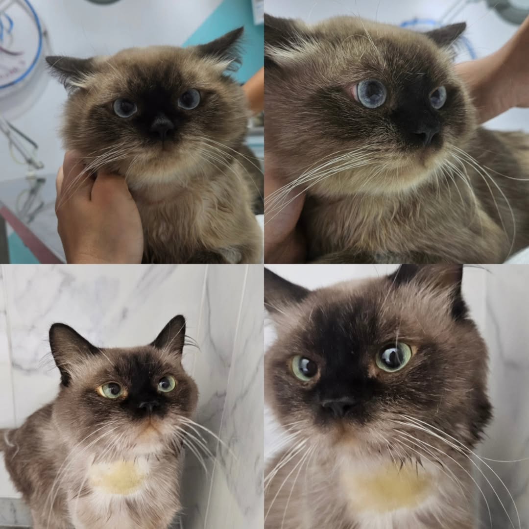 Voici l’histoire de Poloushko 🐾 ! Ce ch...