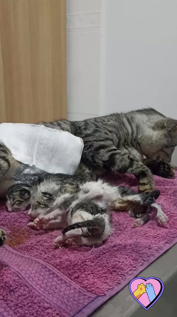 Pas de description disponible