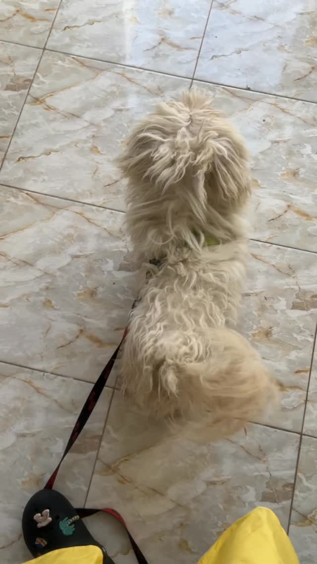 Un pelage négligé peut impacter le confo...