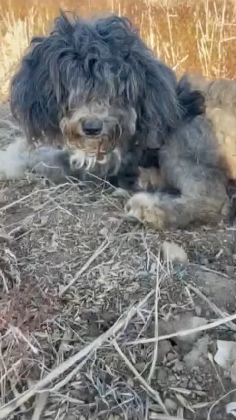 La petite histoire de Chewie.🤍

Chewbacca, ou « Chewie » a été retrouvée abandonnée dans un champ. Lorsqu’elle a été présentée à la clinique nous avons constatés qu’elle était vieille et aveugle, et qu’elle souffrait de graves problèmes cutanés à cause des conditions dans lesquelles elle a vécu pendant plusieurs jours. Après un toilettage qui a duré 3 heures, des soins, de nombreuses analyses et un séjour à la clinique, Chewie est sur le chemin de la guérison. 

Merci à la personne qui l’a sauvée et qui s’est engagée à lui offrir la vie qu’elle mérite ! 🙏🏻

#vetlife #vetdoctor #dvm #veterinary #veterinarymedicine #medicinaveterinaria #rescuedog #dogsofinstagram #carthagevet