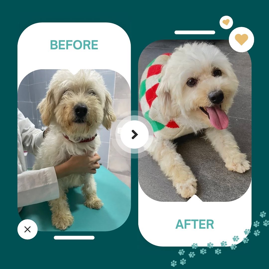 Laika before and after son relooking 
Te...