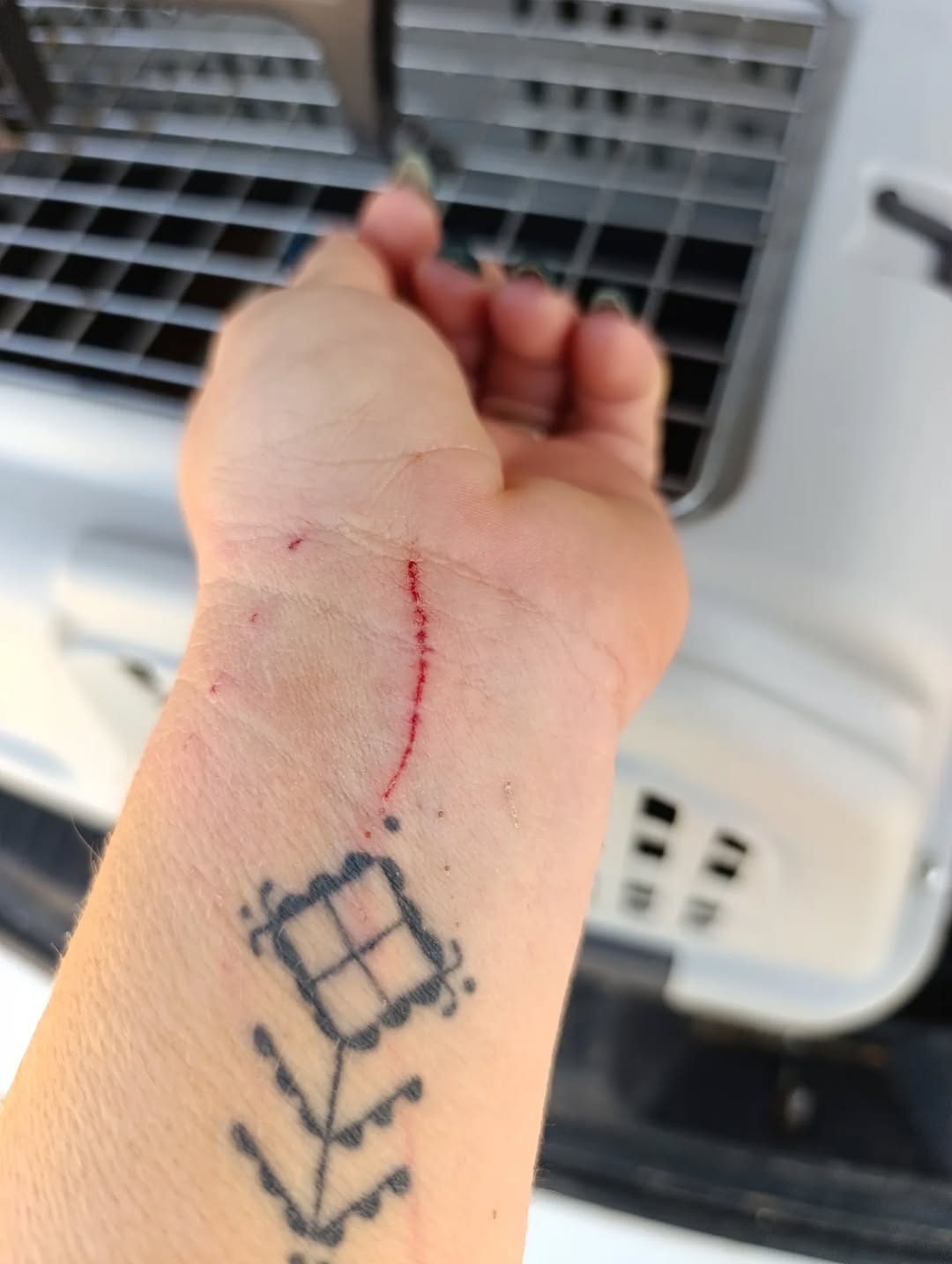 Une journée complètement chargée mais pleine de réussite 
Grand merci aux filles de la clinique vétérinaire @clinique_veterinaire_happypets 
#catlover #castration #vetinary #picoftheday #cat #chaton #tunisia #vaccinationdone✔️
#againstrabies