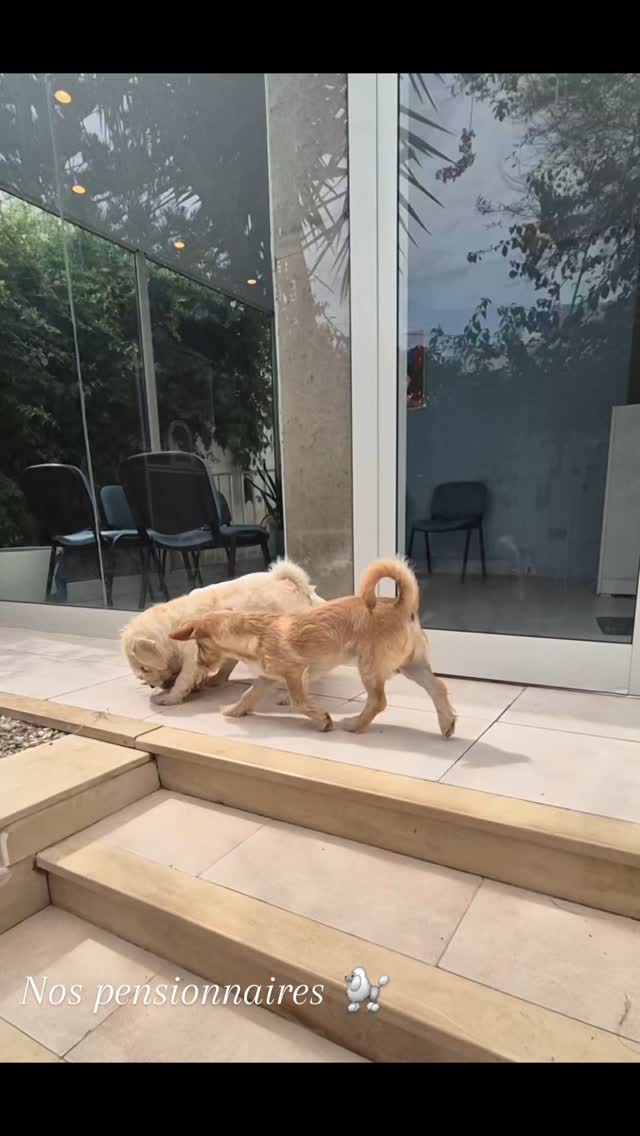 Nos pensionnaires savent comment profiter de leurs vacances 😍🐾

#cliniqueveterinairezootopia #pensionchien #happydog