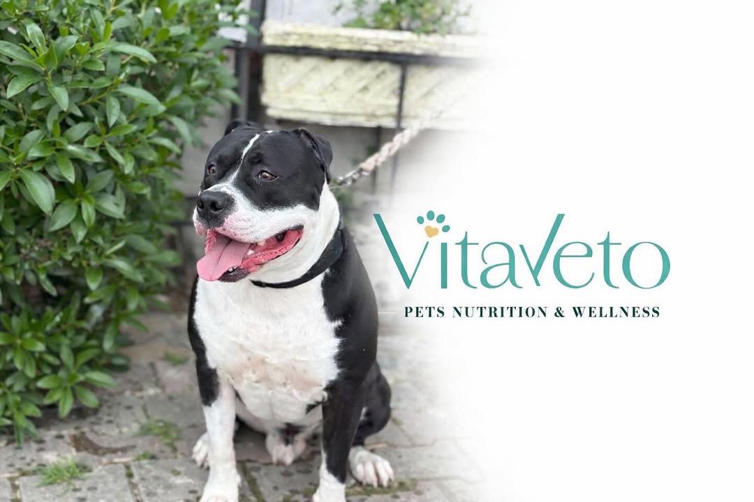 Chez VitaVeto, chaque animal mérite une...