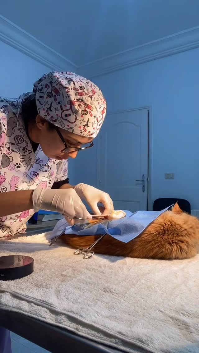 أهمية عملية التعقيم القطط 🐈🐈‍⬛ #anima...