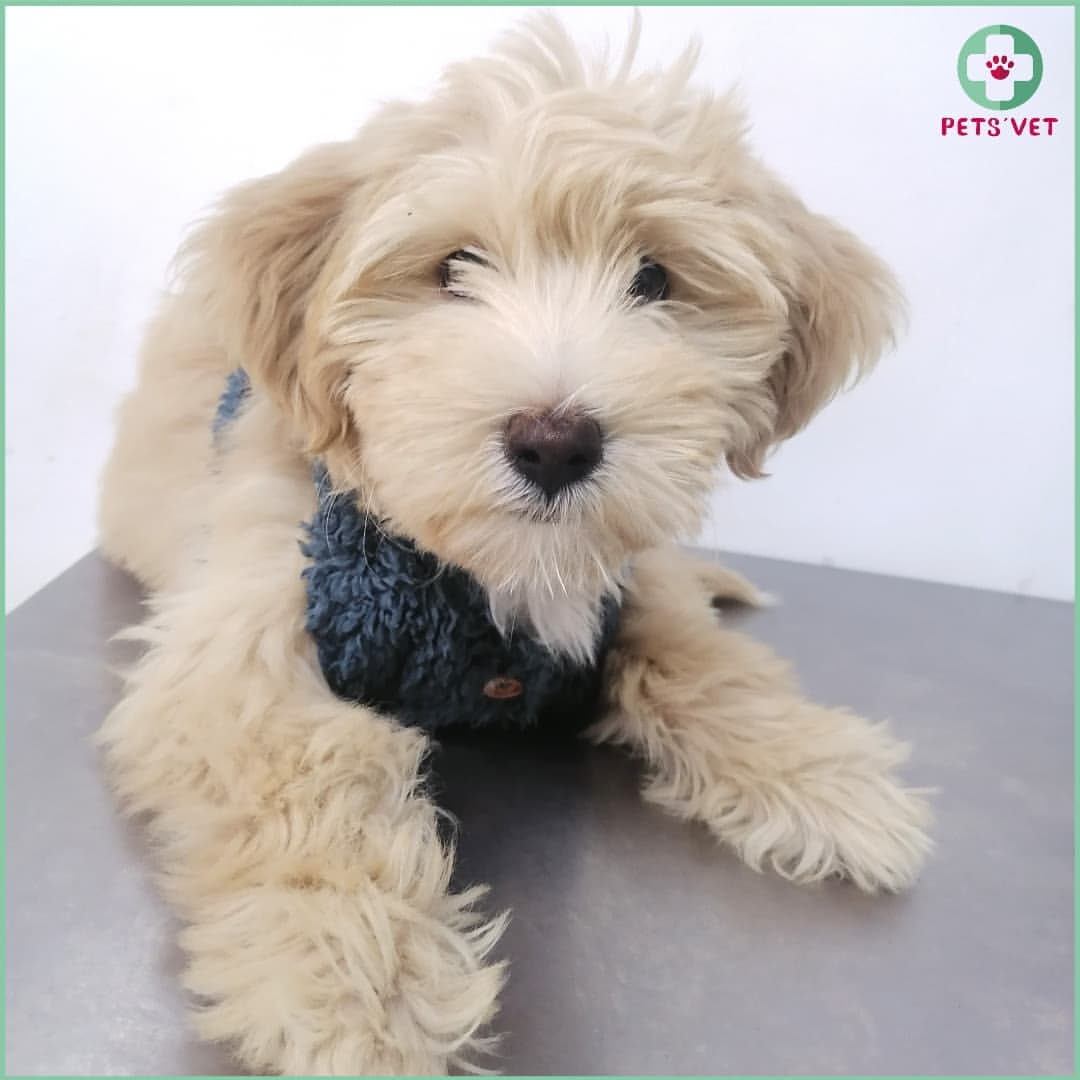 Masha 🐩🐩🐾❤️
#instadog #dogoftheday #dogphotography #puppielove #puppyfashion #cutepuppies