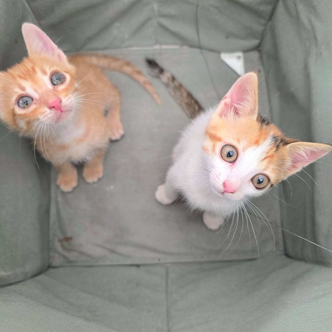 Just in case you missed something cute...