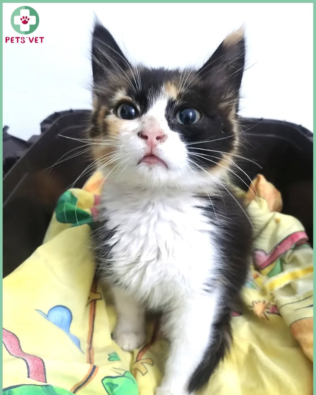 📢 À adopter : Chaton femelle âgée de 2...