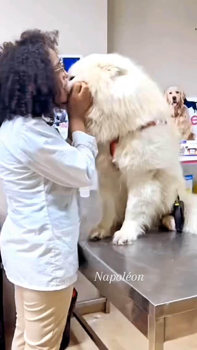 #cutedogs #samoyedpuppy  #beautifuldogso...