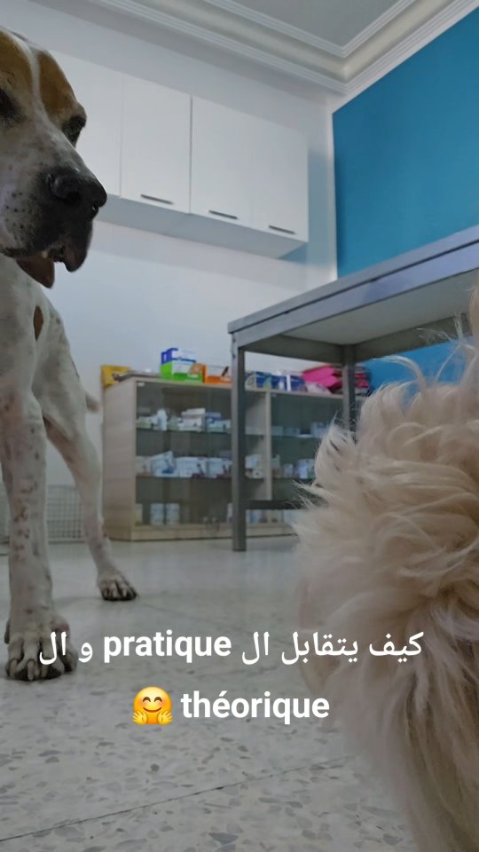 تعرفوا الّي الكلاب الصغار ينجموا يتعلموا...