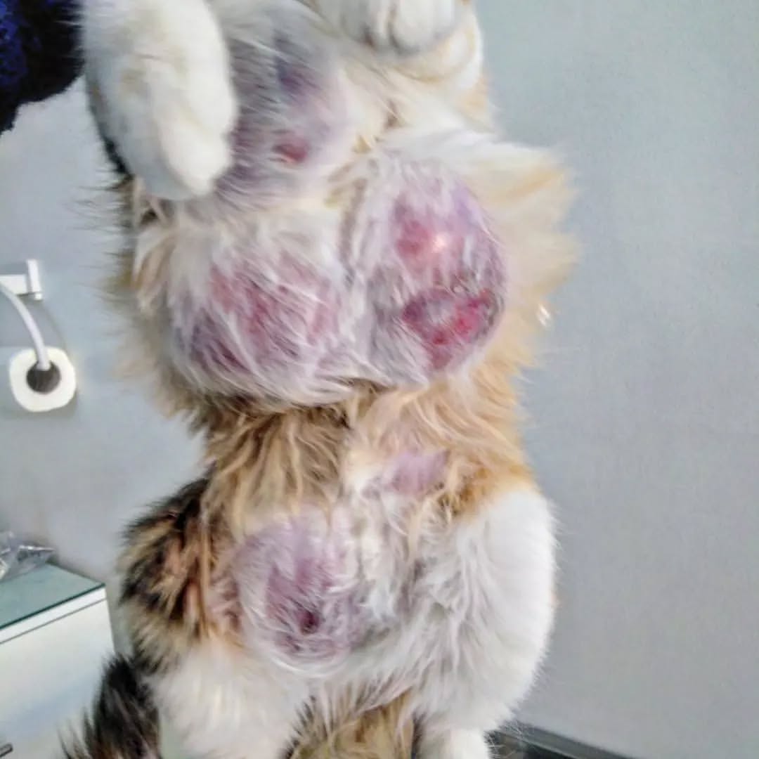 ‼️Fibroadenomastose/mastose chez une cha...