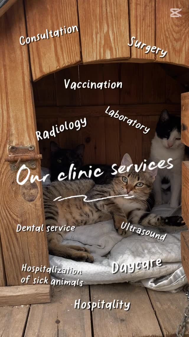 Our clinic services 🐈🐕🐩🐈‍⬛#animal #...