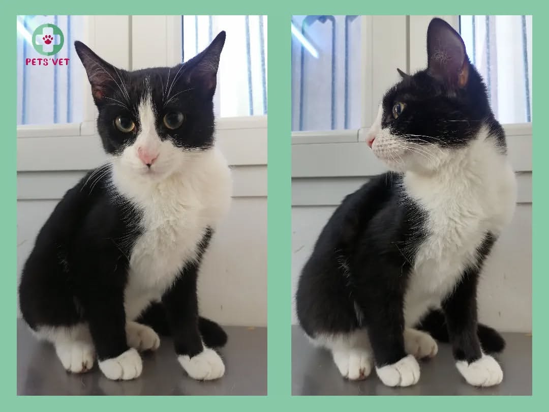 📢 A adopter : un chaton très calin âgé de 5 mois 🐈
🌺 Pour les intéressés, veuillez nous contacter sur la messagerie de la page.