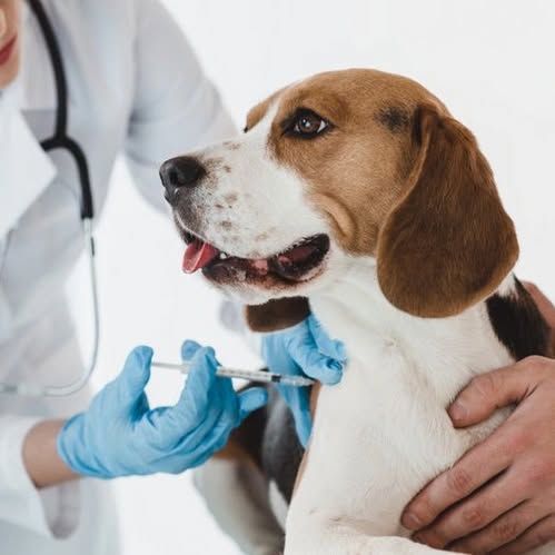 📣📣Avec un grand plaisir on vous annonce le retour des vaccins pour chiens 🐕🦮🐕‍🦺🐩🐶 #vaccinationdone✔️ #protectivestyles #dog #healthylifestyle