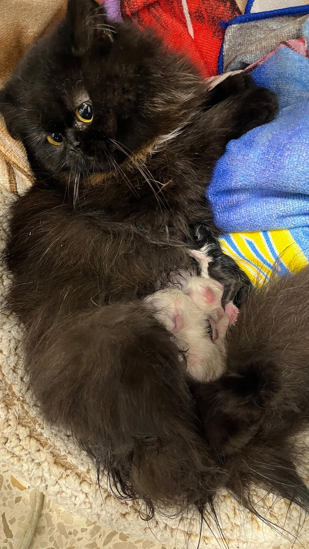 🚨 IMPORTANT … 👇

Quand une chatte tomb...