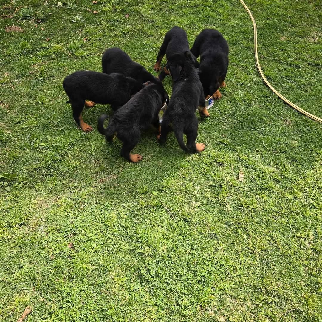 Chiots  Rottweiler , 2mois et demi à ven...
