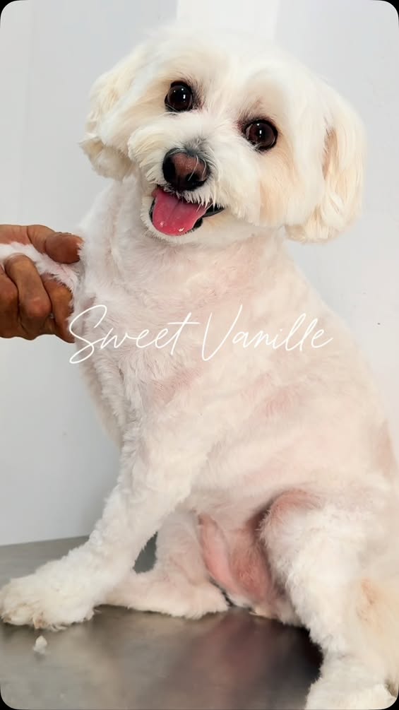 Grooming day for Vanille 🌸✨
 Une petite séance spa bien méritée pour la jolie Vanille ! 
 Du soin, de la précision et beaucoup d’amour pour lui redonner tout son éclat. 🛁✂️
 Un bon toilettage aide non seulement nos compagnons à mieux supporter les fortes chaleurs, mais prend aussi soin de leur peau et de leur pelage. 🐾🧼
 Prête à faire chavirer les cœurs avec sa nouvelle coupe ! 🐶❤️
 📩 Pour offrir le meilleur des soins de toilettage à vos boules de poils, contactez-nous en DM ou au 98 362 627.
 .
 .
 #grooming #groomingsalon #vet #tunisia #love