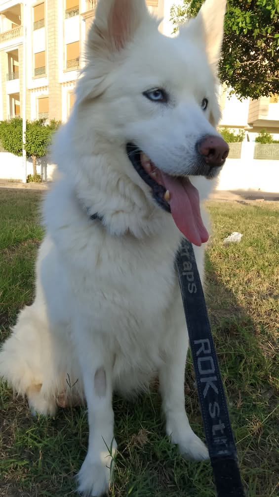 Pas de description disponible