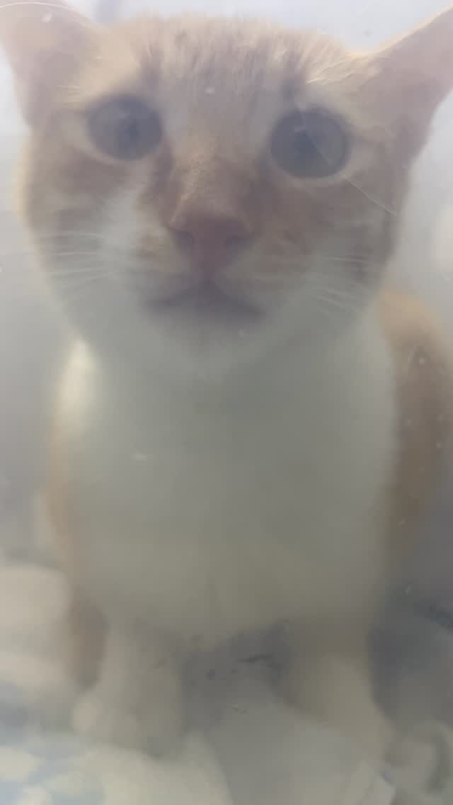 Le coryza félin cause éternuements, écou...